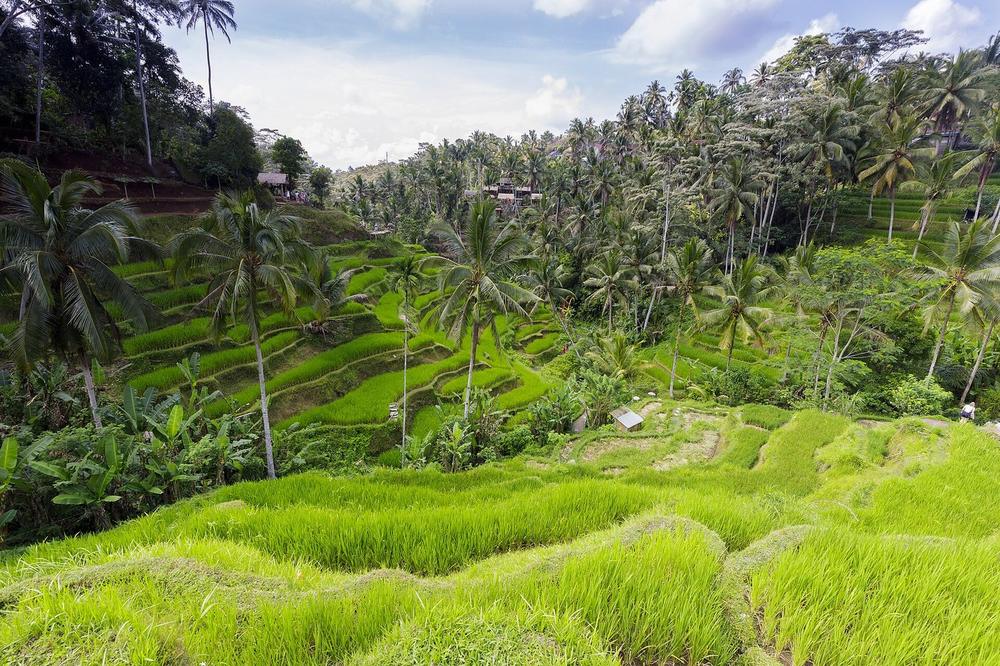 Terraced rice fields on a valley side north of Ubud Terraced rice fields on a valley side north of Ubud