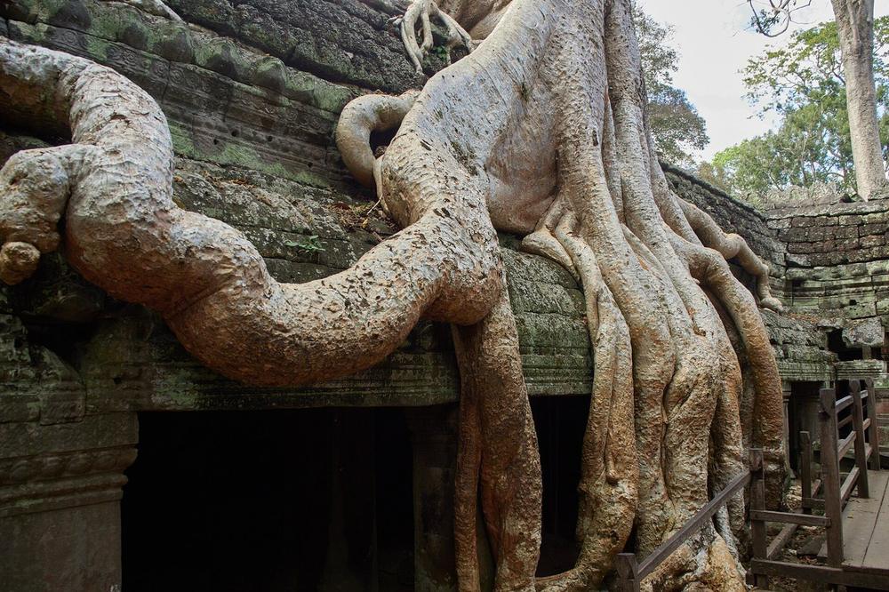 Strangler fig roots over the galleries at Ta Prohm Strangler fig roots over the galleries at Ta Prohm