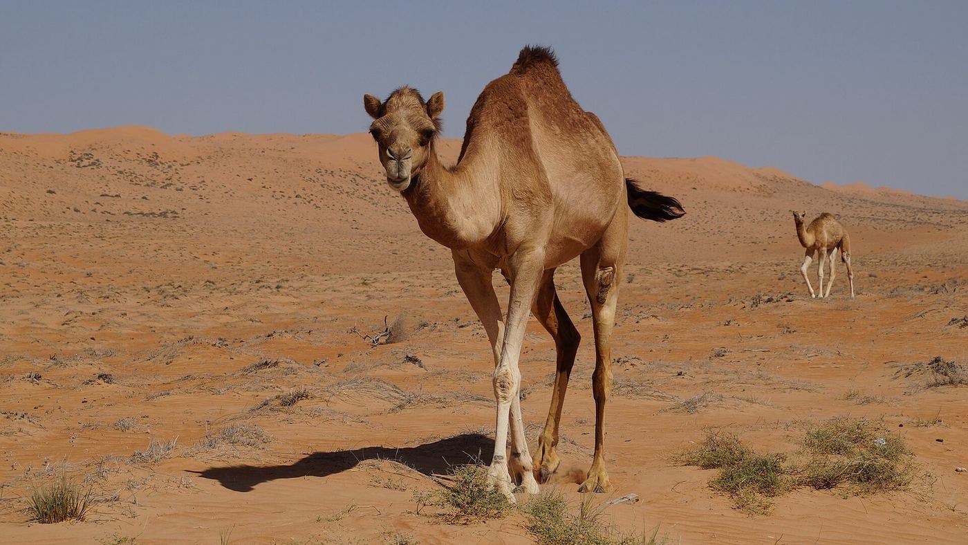 Oman Oman