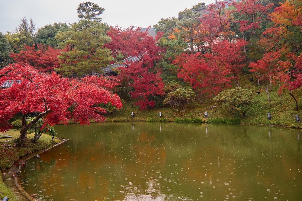 Autumn maple leaves over a temple pond in Kyoto Autumn maple leaves over a temple pond in Kyoto