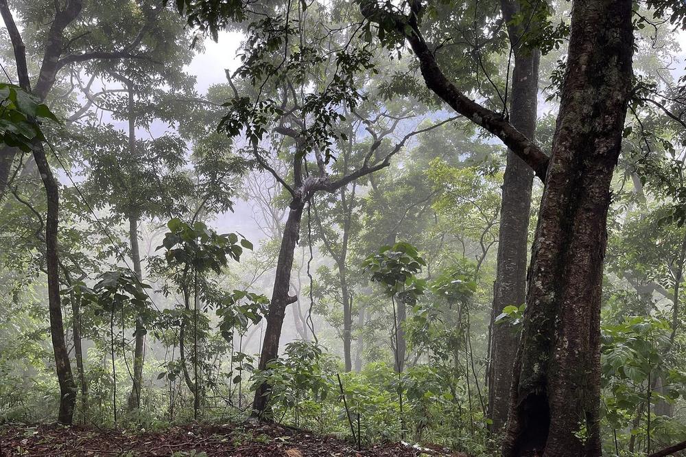 A forest path inside the Periyar reserve at first light A forest path inside the Periyar reserve at first light