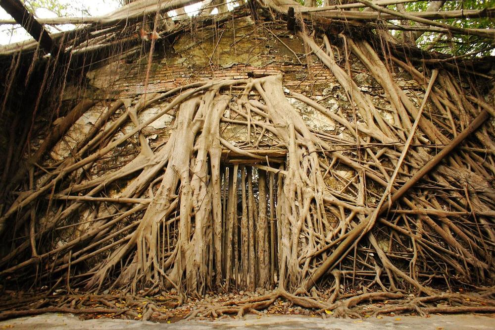 Banyan roots growing through the Anping tree house Banyan roots growing through the Anping tree house